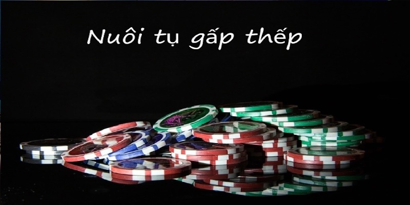 Nuôi tụ gấp thếp là một trong những cách chơi bầu cua luôn thắng được các cao thủ lựa chọn